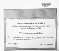 Acarospora veronensis image